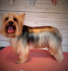 a small brown dog standing on top of a pink mat next to a wooden wall