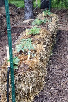 the garden is full of straw and plants