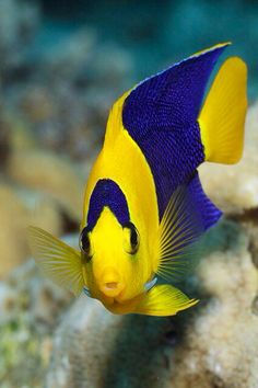 a blue and yellow fish with a caption that says,'desolation '