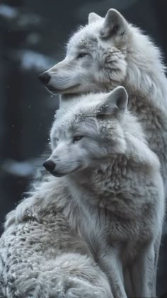 two white wolfs sitting next to each other