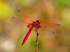 a red dragonfly sitting on top of a plant