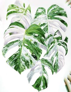 a drawing of some green and white leaves on a white paper with colored pencils