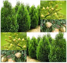 four different views of the same shrub with yellow flowers and green leaves, in multiple stages