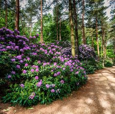 purple flowers are growing along the side of a dirt road in front of some trees