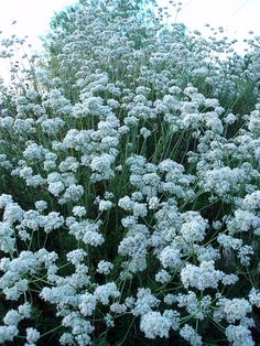 some very pretty white flowers in the grass