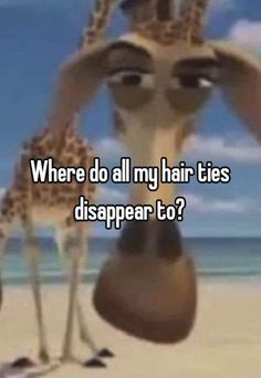 a giraffe with the caption where do all my hair ties disappear to?