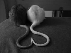 a rat and a snake on top of a bed with the tail curled up to it's head