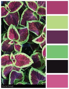 some purple and green plants with different colors