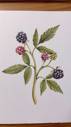 a watercolor painting of berries and leaves on white paper