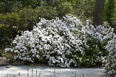 the white flowers are blooming in the garden