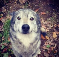 a close up of a dog on the ground with leaves around it and one eye open