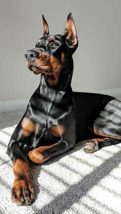 a black and brown dog laying on top of a white carpet next to a wall