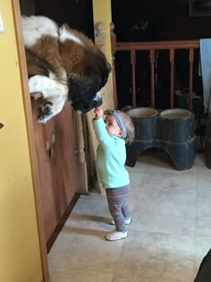 This is my 15 month old granddaughter feeding my 200+ pound St. Bernard Yogi 1 piece of kibble at a time Virtual Pet, Drawing Inspo, Cute Animal Pictures, Saint Bernard