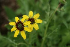 two yellow flowers with green leaves in the background