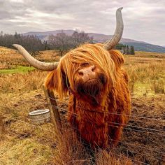 an animal with long hair standing in the grass behind a fence and looking at the camera