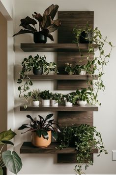 some plants are sitting on wooden shelves in a room