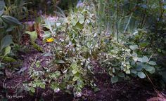 a small yellow flower growing in the middle of some plants and dirt area with weeds