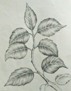 a drawing of a branch with leaves on it