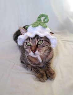 a cat wearing a green and white hat