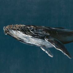 a painting of a humpback whale swimming in the ocean