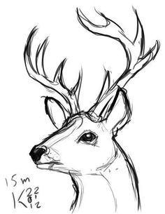 a drawing of a deer's head with antlers