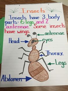 an insect is labeled in different parts of the body and it's name on paper