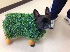 a small black dog standing next to a fake hedge