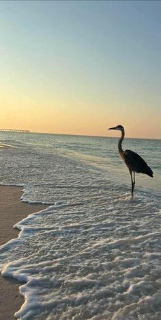 a bird is standing in the water at the beach