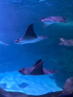 several stingfish swimming in an aquarium with blue water