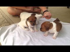 two brown and white puppies sitting on top of a bed