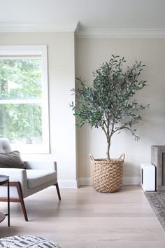 a living room filled with furniture and a potted tree in the middle of the room