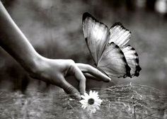 a person's hand reaching for a flower with a butterfly on top of it