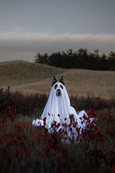 Easy Diy Dog Ghost Costume for Halloween Horse And Dog, Diy Dog Halloween Costumes, Ghost Sheet Photoshoot With Dog, Dog Sheet Ghost Photoshoot, Dog Ghost Photoshoot, Dog And Human Ghost Photoshoot, Ghost Photoshoot With Dog, Diy Dog Ghost Costume, Sheet Ghost Costume