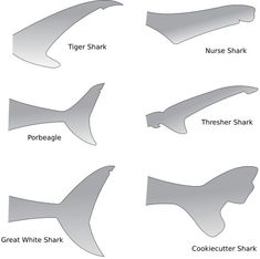 the different types of shark fins are shown in this diagram, which shows how they look like