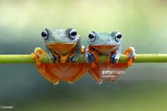 Dairy Cattle, Up Theme, Shot Photo, Macro Photos, Frog And Toad, Chernobyl, Tree Frogs