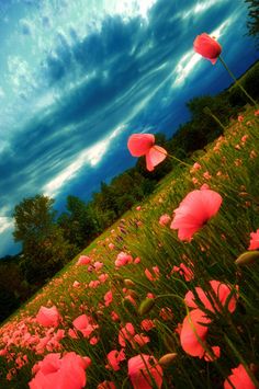 some pink flowers are in the grass under a blue sky with white clouds and trees