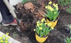 a person digging in the ground with yellow flowers