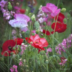 many different colored flowers in a field with green stems and pink, red, purple, and white flowers