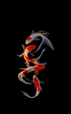 four orange and white koi fish swimming together in the dark water with their tails curled up