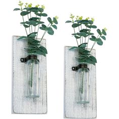 two glass vases with plants in them on a white wall mounted shelf, each holding one plant