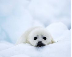 a small white polar bear peeking out from the snow covered ground with his eyes wide open