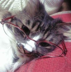 a cat wearing glasses on top of a couch