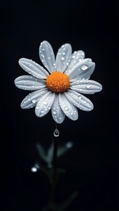 a white and orange flower with water droplets on it's petals in front of a black background