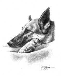 a pencil drawing of a dog laying down