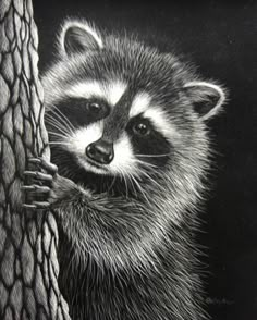 a drawing of a raccoon peeking out from behind a wire fence, holding onto a piece of wood