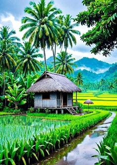 a hut in the middle of a rice field with palm trees and mountains in the background