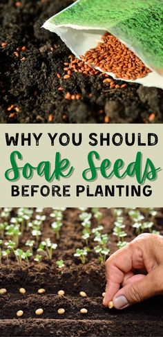 someone is planting seeds in their garden with the words why you should soak seeds before planting