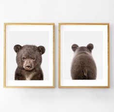 two framed pictures of bears are hanging on the wall next to each other, with one bear's head looking at the camera