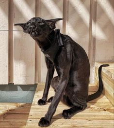 a black cat sitting on top of a wooden floor