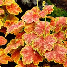 an orange and yellow leafy plant with green leaves in the foreground, surrounded by other plants